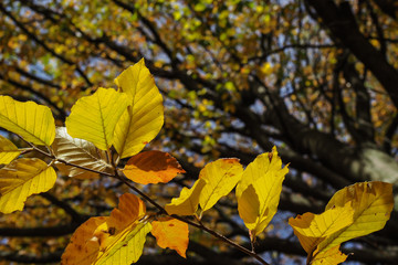 Buche mit Herbstlaub