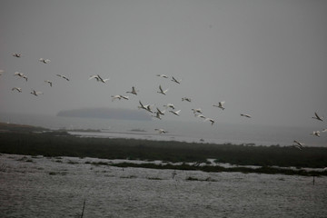Migratory swan wintering in China's inner lake