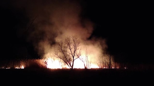 Fire night tree burns