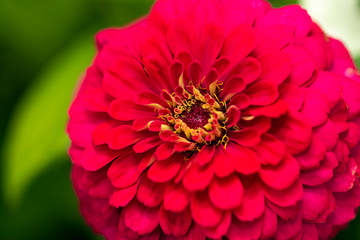 Zinnia flower