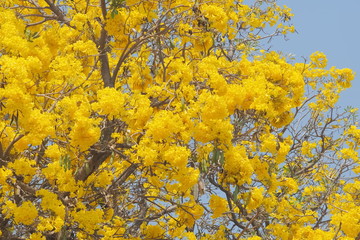 Fototapeta premium Beautiful Tabebuia chrysantha (Golden Tree, Golden Trumpet Tree, Yellow Pui) blossom blooming on tree with blue sky background.