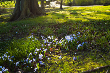 Spring Blue flowers - scilla siberica. beautiful spring garden. - obrazy, fototapety, plakaty