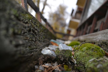 moss on tree