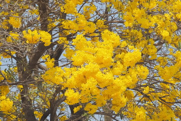 Beautiful Tabebuia chrysantha (Golden Tree, Golden Trumpet Tree, Yellow Pui) blossom blooming on tree with blue sky background.