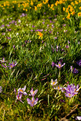 Spring meadow with flowers -  blue, violet crocus and yellow daffodil.
