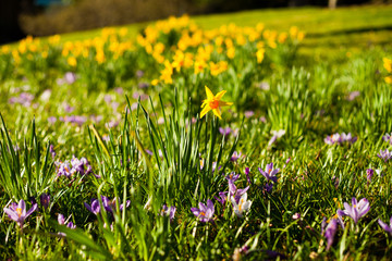 Spring meadow with flowers -  blue, violet crocus and yellow daffodil.