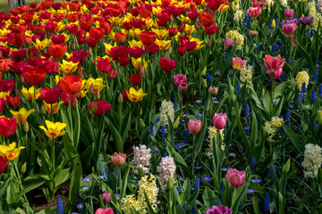 Netherlands,Lisse, a vase filled with purple flowers