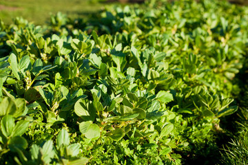 Broad Beans plants in the vegetable garden.
