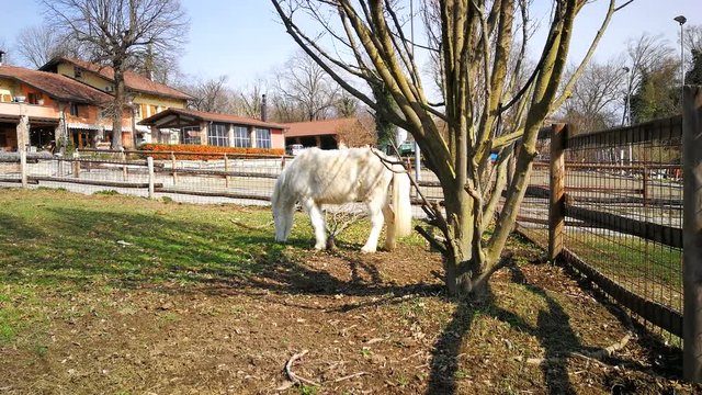 pony bianco che bruca in recinto