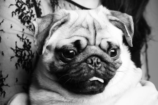 Black and white photo of a pug close up