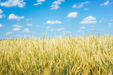 Harvest on wheat fields, barley fields, under warm sunlight and blue sky.