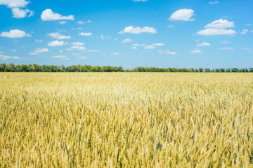 Harvest on wheat fields, barley fields, under warm sunlight and blue sky.