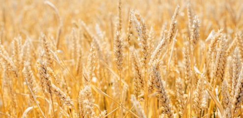Close - up of wheat fields, barley fields.