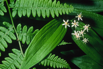 Dew Ferns Nature Details Mount Rainier National Park Washington 