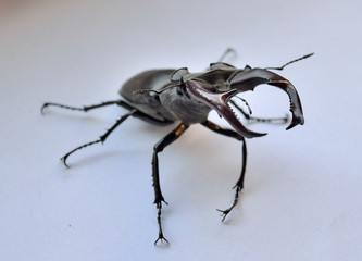 Beetle close up