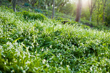 Obraz premium Wild garlic and wild leek foraging in Scotland - green spring forest meadows.