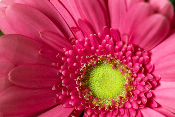 Daisy flowers or gerber Isolated