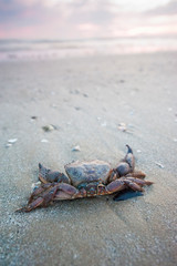 Granchio spiaggiato sulla sabbia