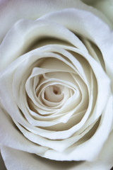 White rose Flower on the isolated background