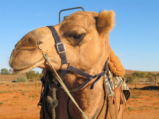  Camel in The Australian Outback. Remote territory
