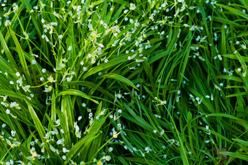 Wild garlic and wild leek foraging in Scotland -  green spring forest meadows.