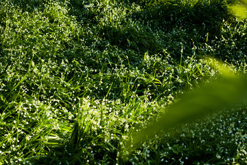 Obraz na płótnie Canvas Wild garlic and wild leek foraging in Scotland - green spring forest meadows.