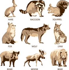 Forest animals - hare, raccoon, squirrel, fox, wolf, lynx, boar, moose, bear