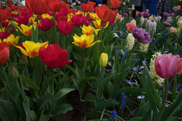 Netherlands,Lisse, a close up of a flower