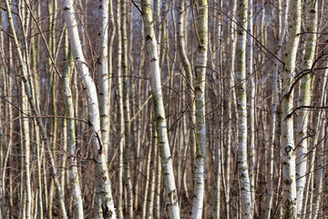 Birch trees forest nature background