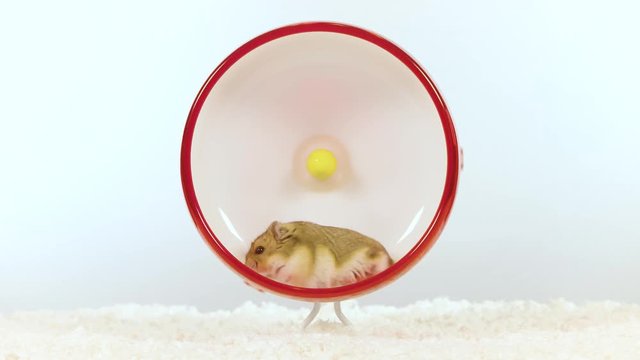 Small brown hamster lays down for rest in wheel