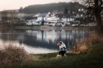 the dog is sitting by the lake. Australian Shepherd in nature. Pet walk, travel