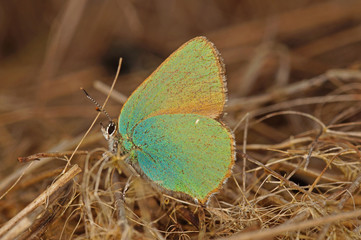 Callophrys rubi (LINNAEUS, 1758) Grüner Zipfelfalter 20.05.2017 DE, RLP, Mosel, Piesport