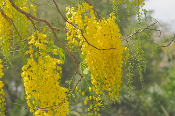 Beautiful Cassia fistula (Golden shower tree) blossom blooming on tree with nature blurred background, known as golden rain tree, canafistula and ratchapruek in Thailand.