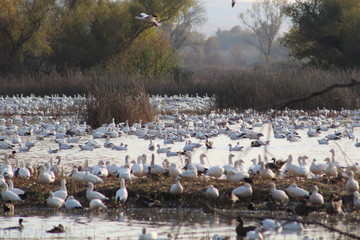 flock of birds