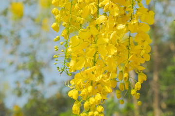 Beautiful Cassia fistula (Golden shower tree) blossom blooming on tree with nature blurred background, known as golden rain tree, canafistula and ratchapruek in Thailand.