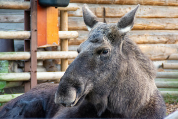 Fototapeta premium Un élan à Skansen