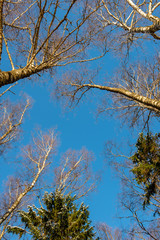 tree branches in bushes in winter cold weather