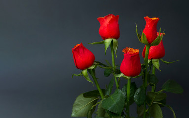Red roses on a black background.