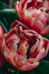 Tulip macro photography background with copy space