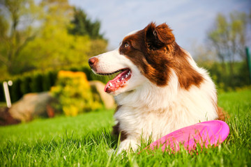 A cute dog is lying on a grass and holding its frisbee. 