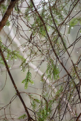 tree branches in bushes in winter cold weather