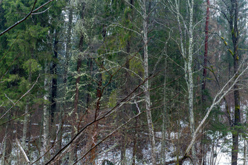 Fototapeta premium tree branches in bushes in winter cold weather