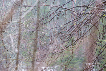 tree branches in bushes in winter cold weather