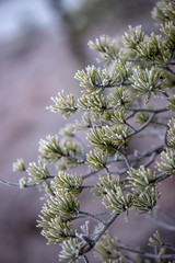 tree branches in bushes in winter cold weather