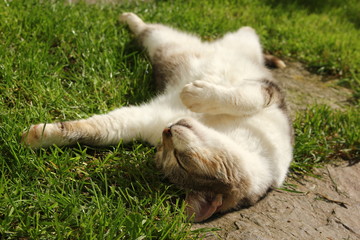 A cat is lying on the grass and enjoying the sun. She is sleeping and dreaming. 