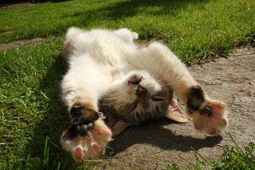 A cat is lying on the grass and enjoying the sun. She is sleeping and dreaming. 