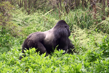 Silverback gorilla walking