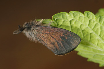 Canephora hirsuta (PODA, 1761) Großer Sackträger 09.06.2017 DE, RLP, Mosel, Piesport