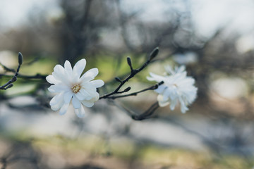 stellata magnolia flowers on a branch in the spring