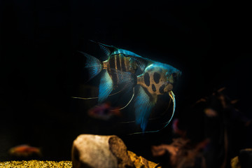Pterophyllum scalare cichlidae fish